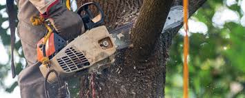 Best Tree Disease Treatment  in Barnesville, GA