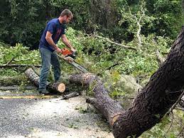 Barnesville, GA Tree Removal Company