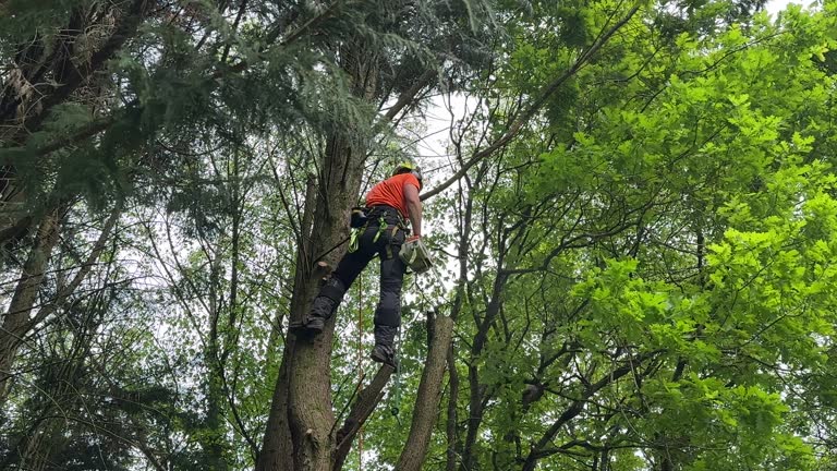 How Our Tree Care Process Works  in  Barnesville, GA