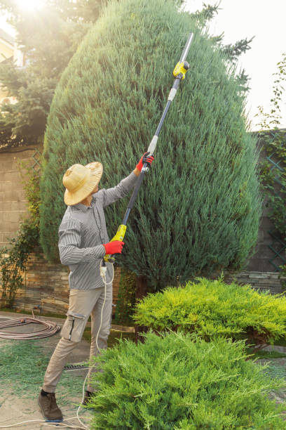 Best Hedge Trimming  in Barnesville, GA