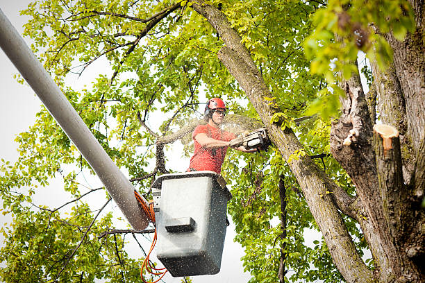 Best Leaf Removal  in Barnesville, GA