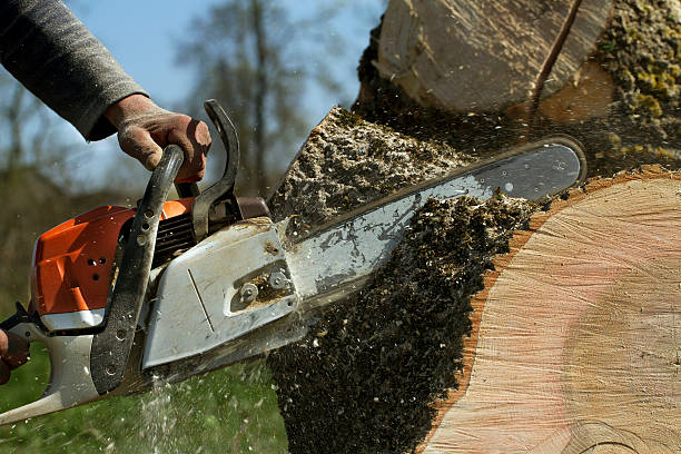 Best Root Management and Removal  in Barnesville, GA